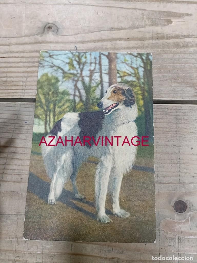 Postales: ANTIGUA POSTAL TEMATICA PERROS - Foto 1