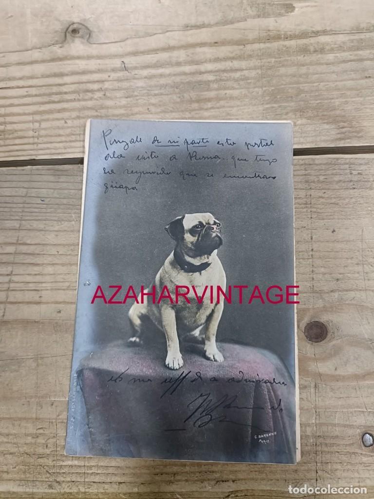 Postales: ANTIGUA POSTAL TEMATICA PERROS - Foto 1