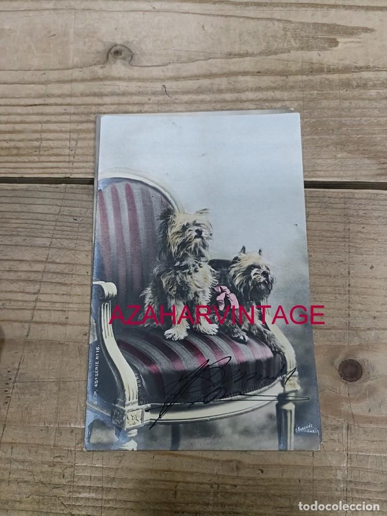 Postales: ANTIGUA POSTAL TEMATICA PERROS - Foto 1