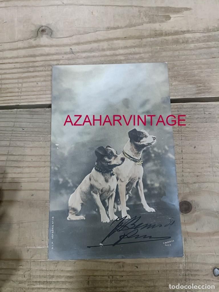 Postales: ANTIGUA POSTAL TEMATICA PERROS - Foto 1