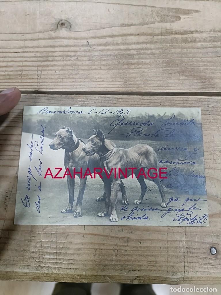 Postales: ANTIGUA POSTAL TEMATICA PERROS - Foto 1