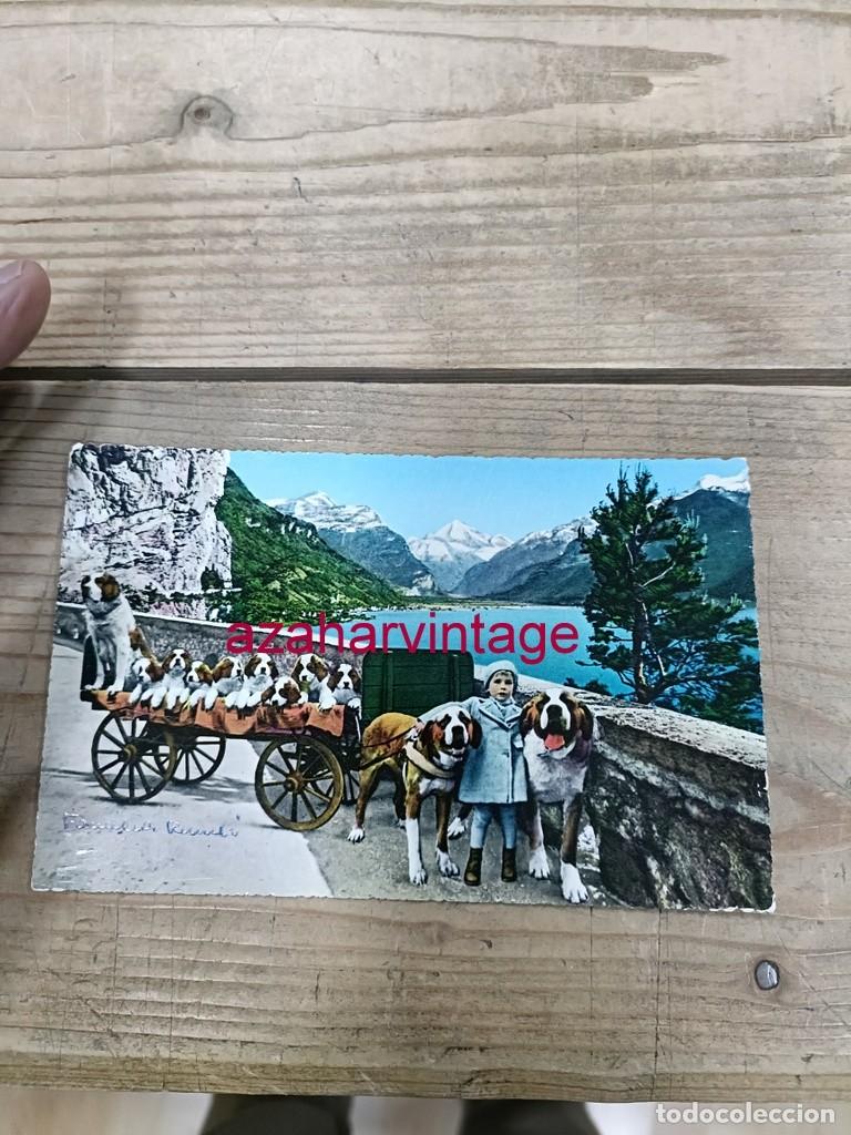 Postales: ANTIGUA POSTAL TEMATICA PERROS - Foto 1