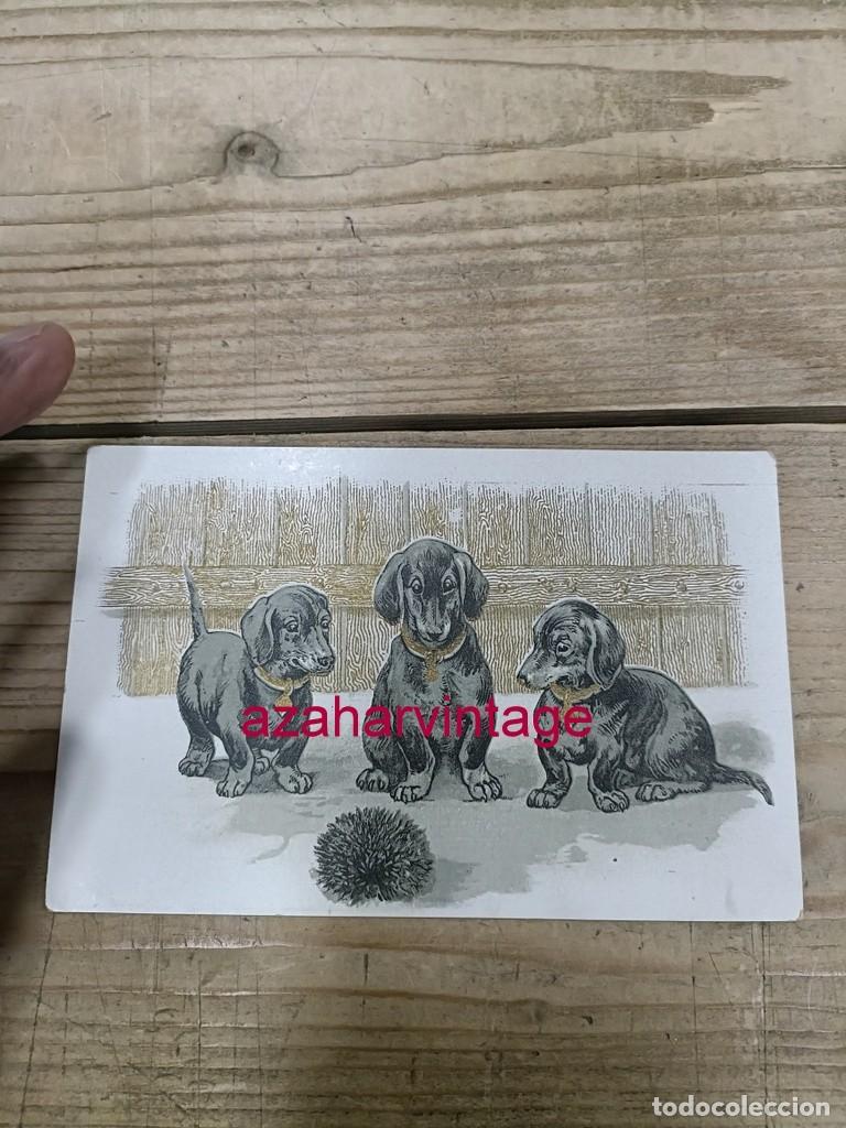 Postales: ANTIGUA POSTAL TEMATICA PERROS - Foto 1