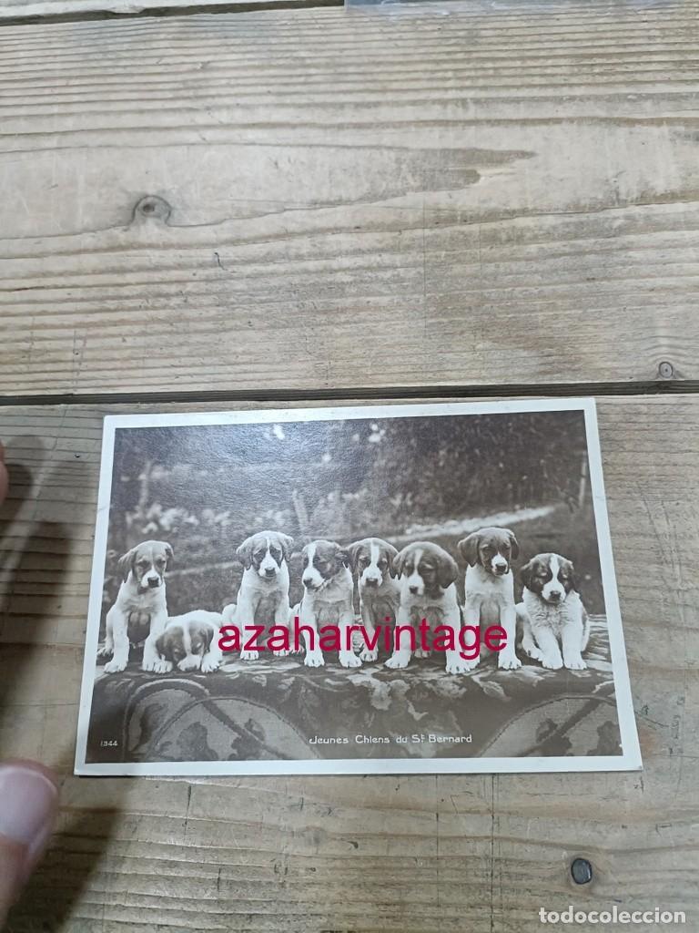 Postales: ANTIGUA POSTAL TEMATICA PERROS - Foto 1