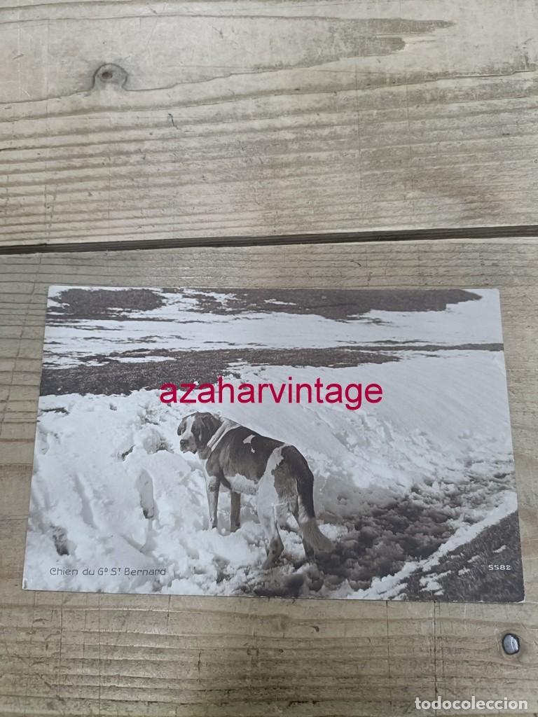 Postales: ANTIGUA POSTAL TEMATICA PERROS - Foto 1