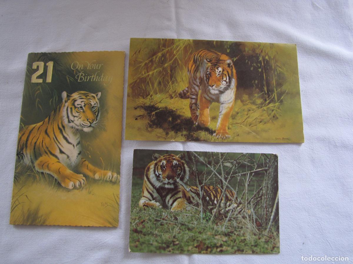 Postales: 85.- Tres postales de tigres - Foto 1