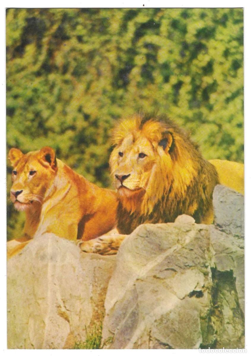 Postales: Postal Animales. Leones. ref. 7-ani75 - Foto 1