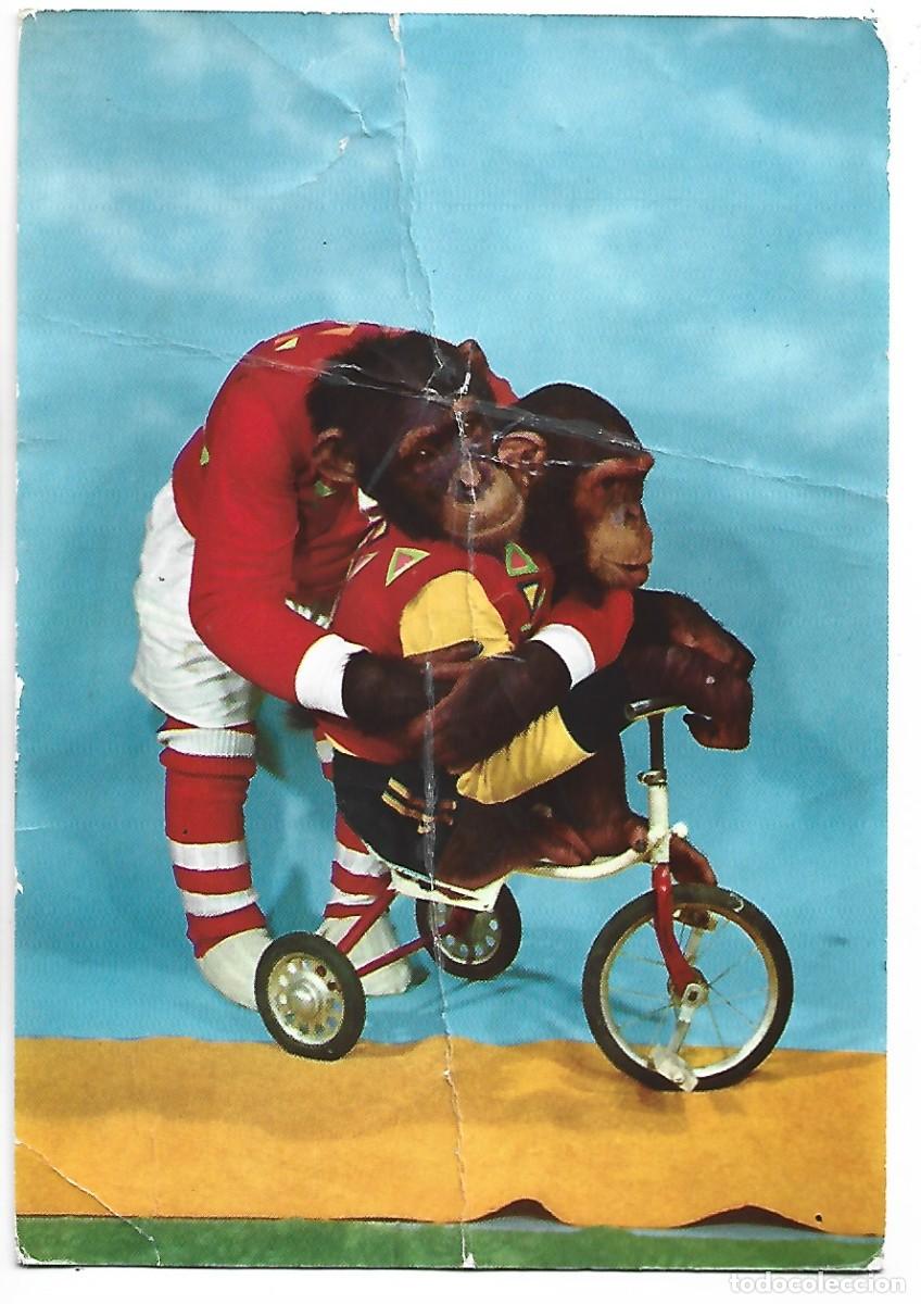 Postales: CHIMPANCES EN BICICLETA - Foto 1