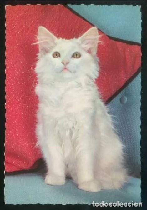 Cartoline: Gato. Ed. C. y Z. n&ordm; 6321. Dep. Legal B. 15726-III. Nueva.