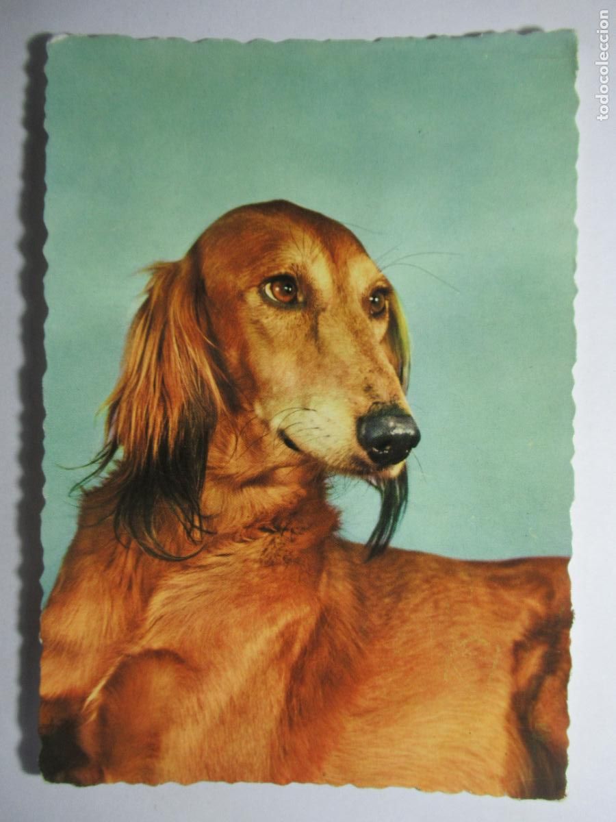 Postales: Postal Perro / Perrito - Foto 1