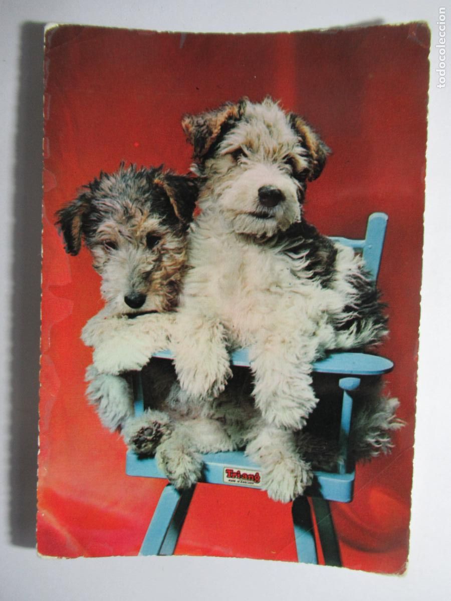 Postales: Postal Perro / Perrito - Foto 1