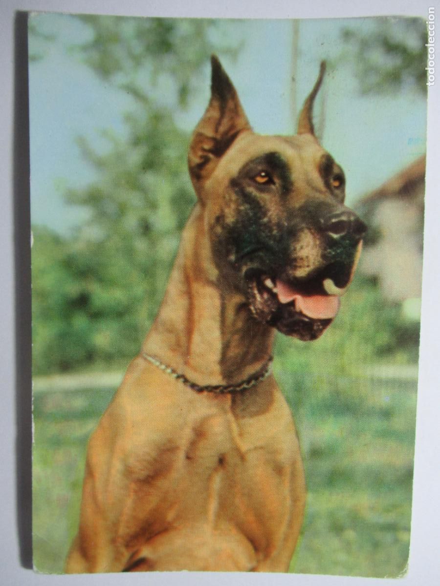 Postales: Postal Perro / Perrito - Foto 1