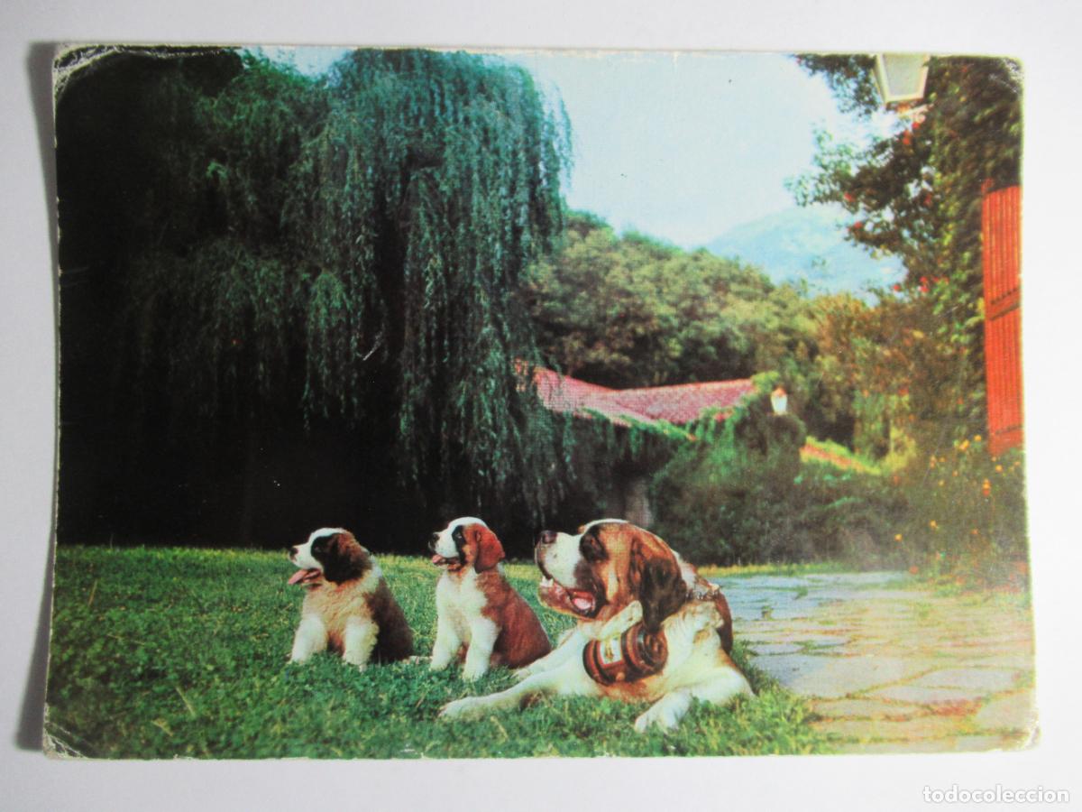 Postales: Postal Perro / Perrito - Foto 1