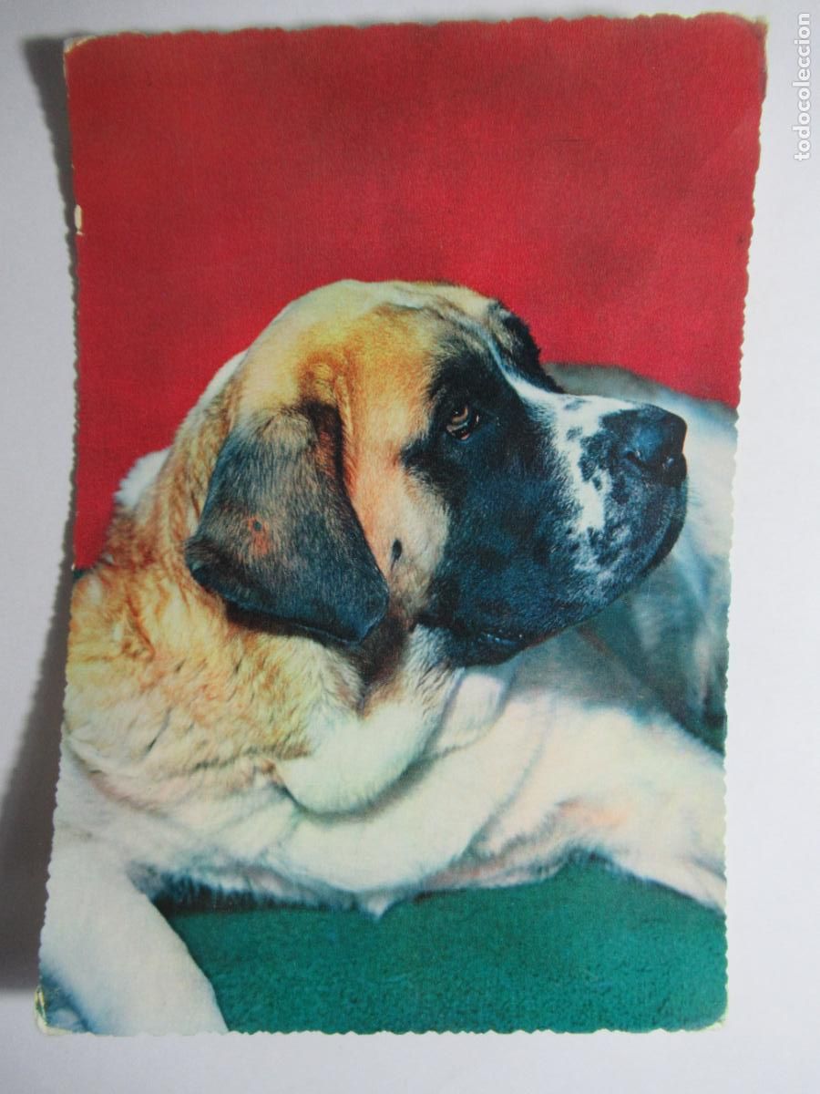 Postales: Postal Perro / Perrito - Foto 1