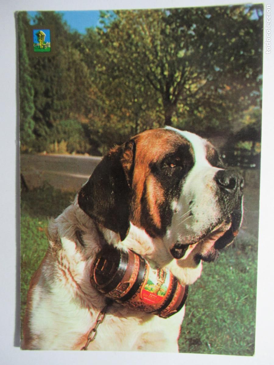 Postales: Postal Perro / Perrito - Foto 1