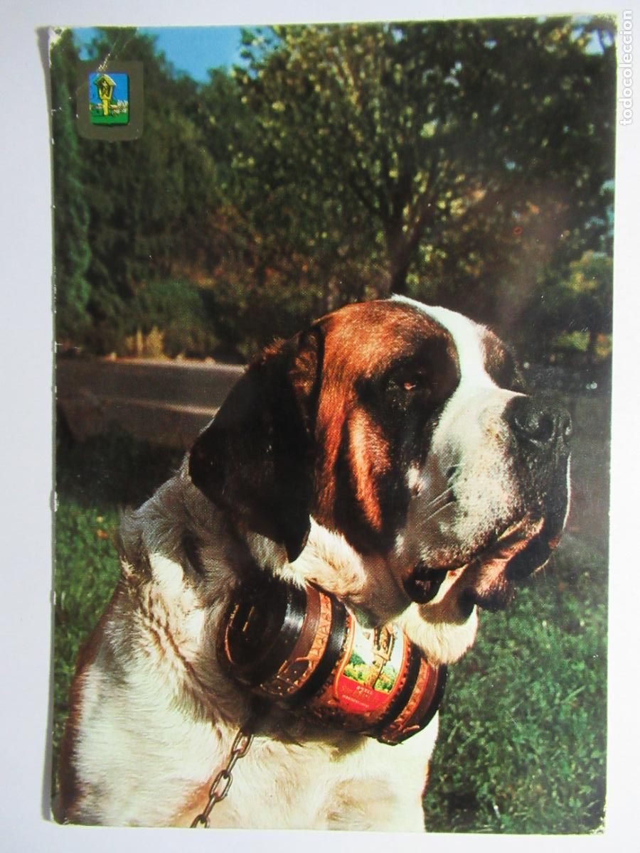 Postales: Postal Perro / Perrito - Foto 1