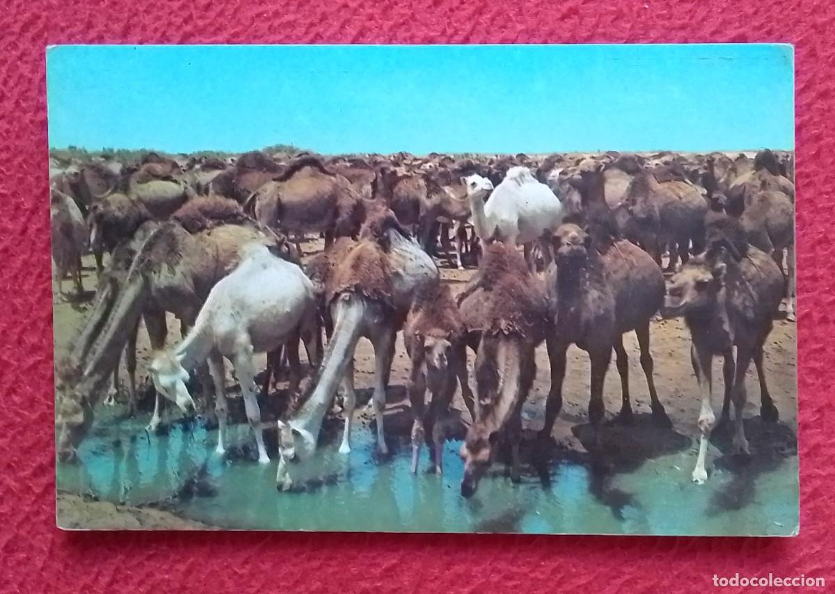 Postales: ANTIGUA POSTAL OLD POST CARD MARRUECOS ? MOROCCO ? MAROC ? CAMELLOS BEBIENDO AGUA..CHAMEAUX BUVANT..