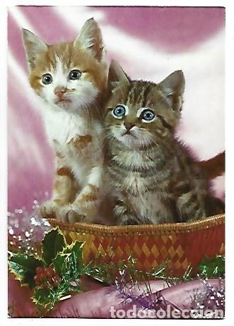 Postales: &rdquo; PAREJA DE GATOS EN CANASTILLA &rdquo; - Foto 1