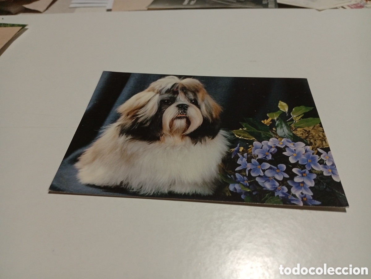 Postales: Postal perro flores.... - Foto 1
