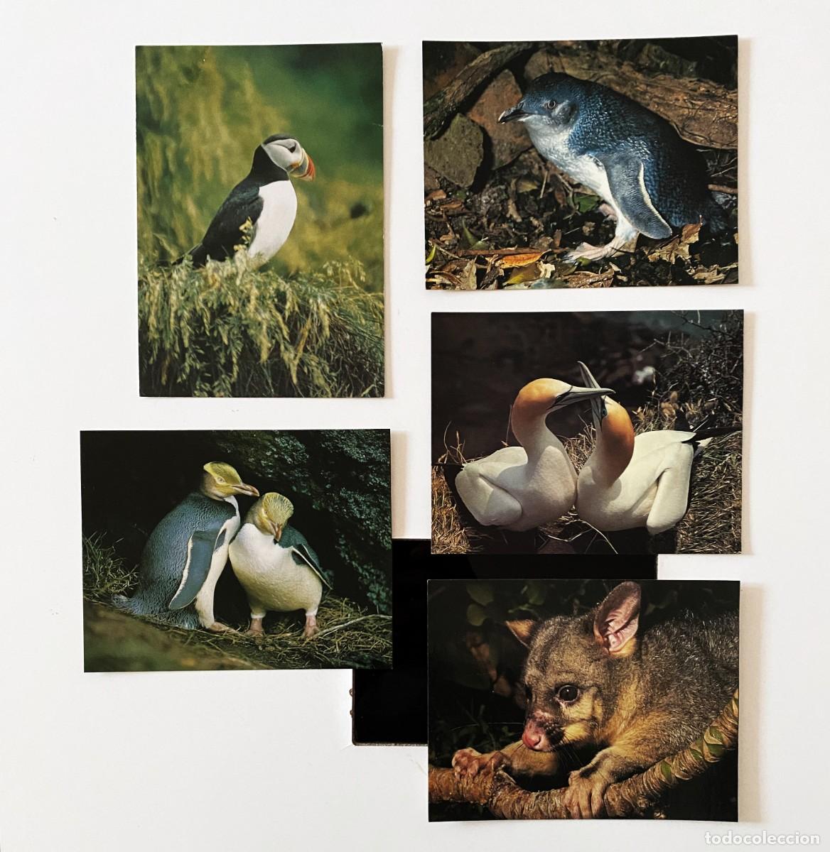 Postales: LOTE 5 POSTALES DE ANIMALES - Foto 1