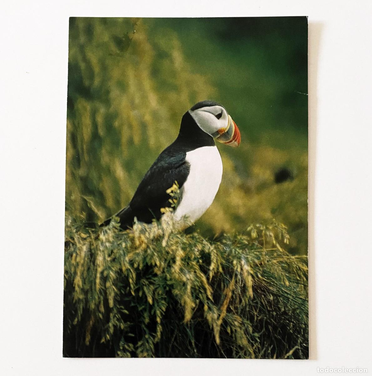 Postales: LOTE 5 POSTALES DE ANIMALES - Foto 2