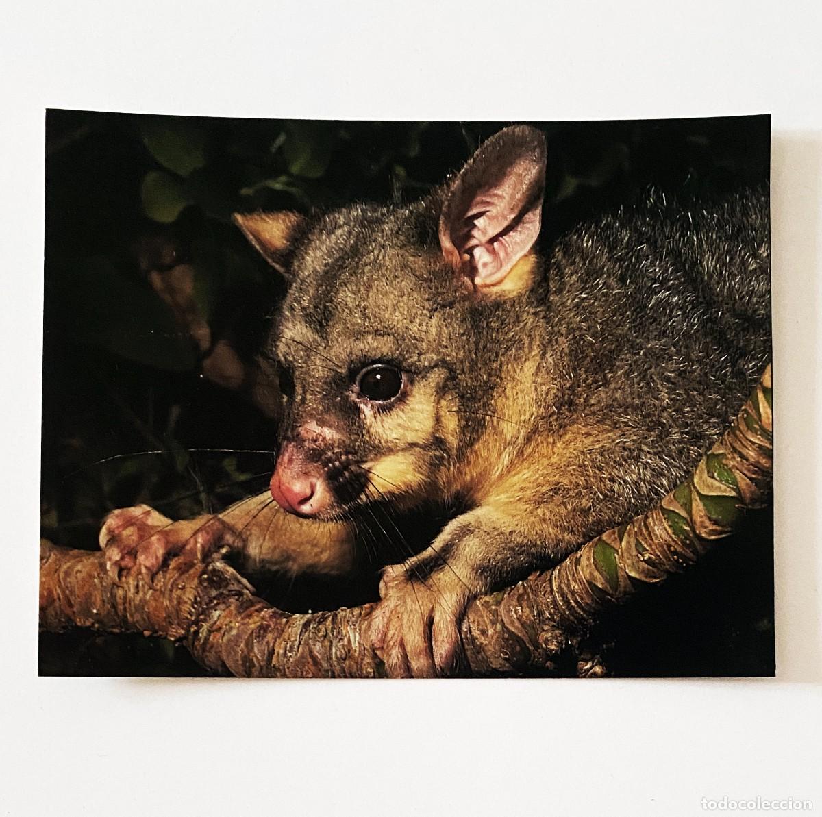 Postales: LOTE 5 POSTALES DE ANIMALES - Foto 3