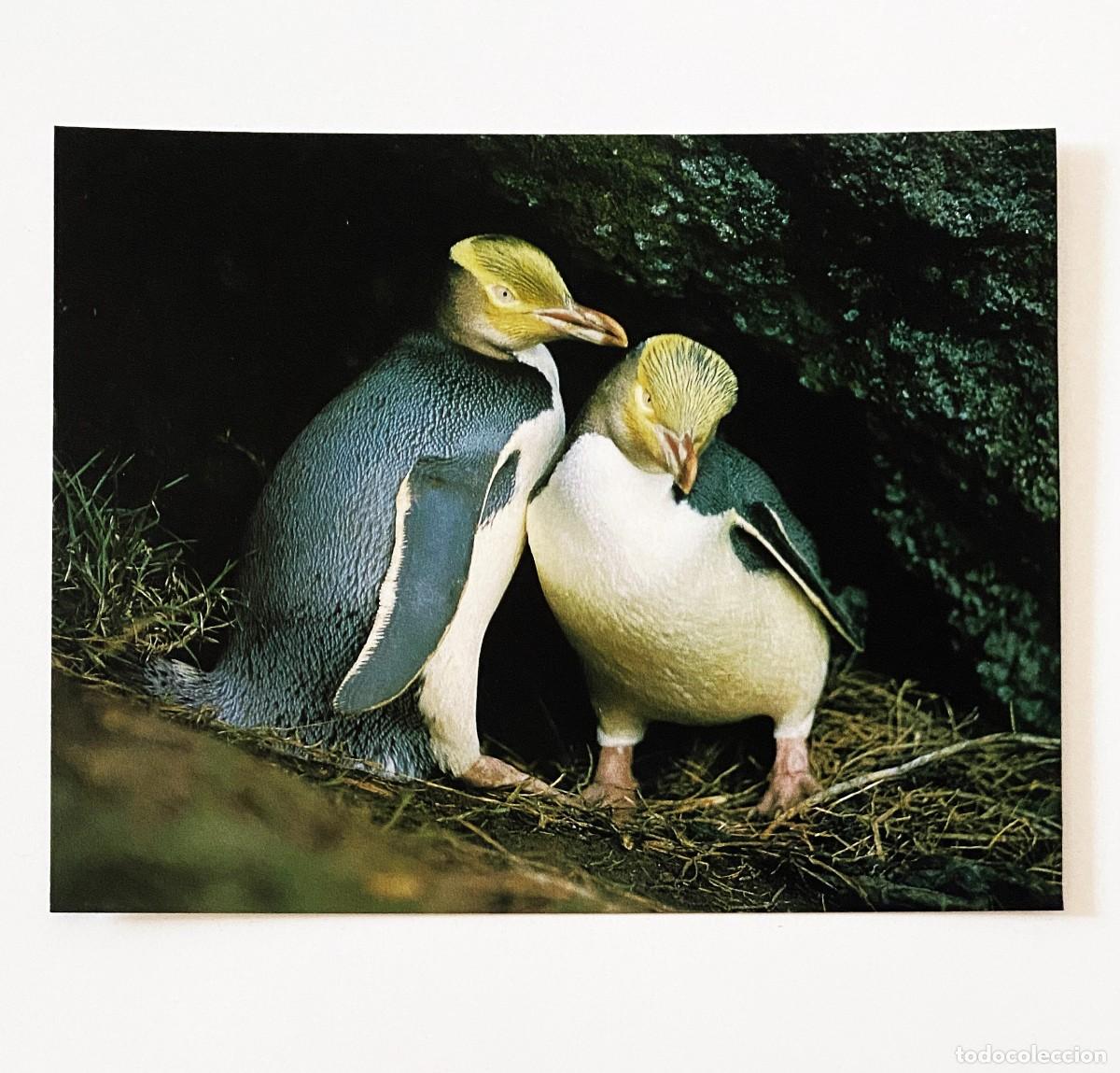 Postales: LOTE 5 POSTALES DE ANIMALES - Foto 4