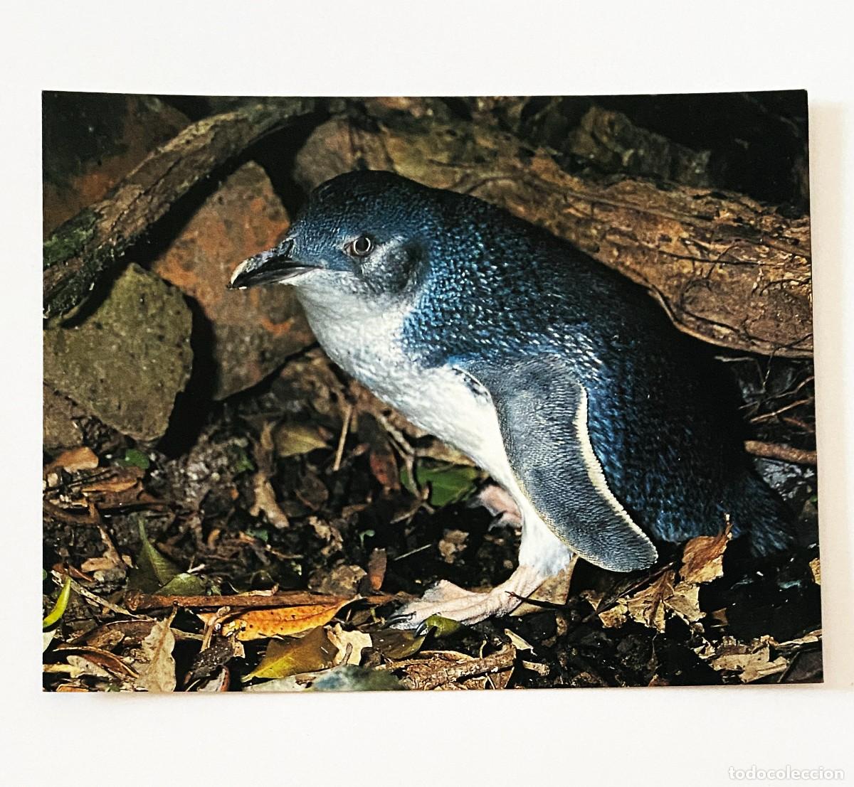 Postales: LOTE 5 POSTALES DE ANIMALES - Foto 6