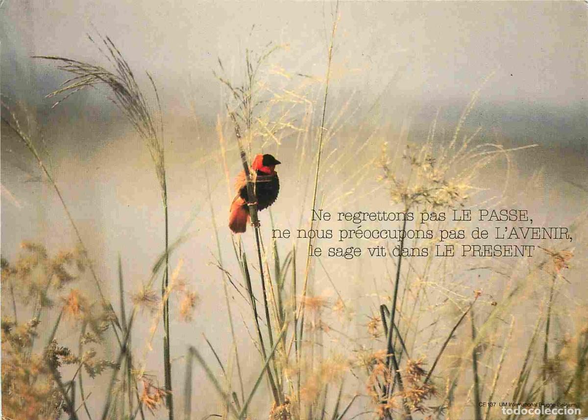 Postales: Animaux - Oiseaux - Euplecte ignicolore - CPM - Voir Scans Recto-Verso - Foto 1