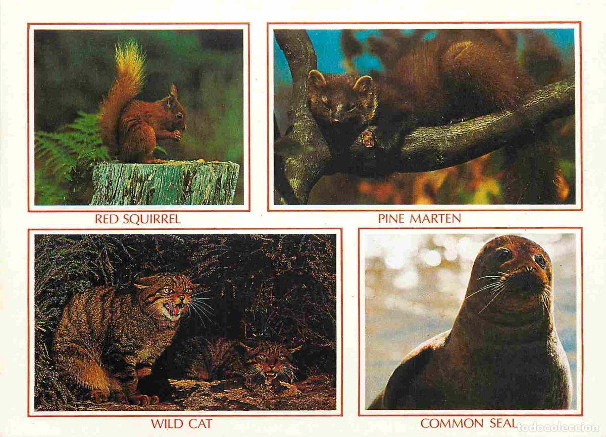 Postcards: Animaux - Wild Animals of Scotland - Multivues - CPM - Voir Scans Recto-Verso