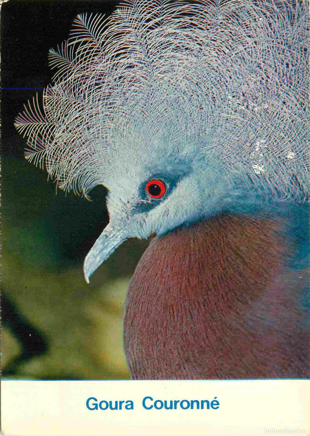 Postkarten: Animaux - Oiseaux - Parc Ornithologique D&eacute;partemental de la Dombes de Villars les Dombes - Gouras co