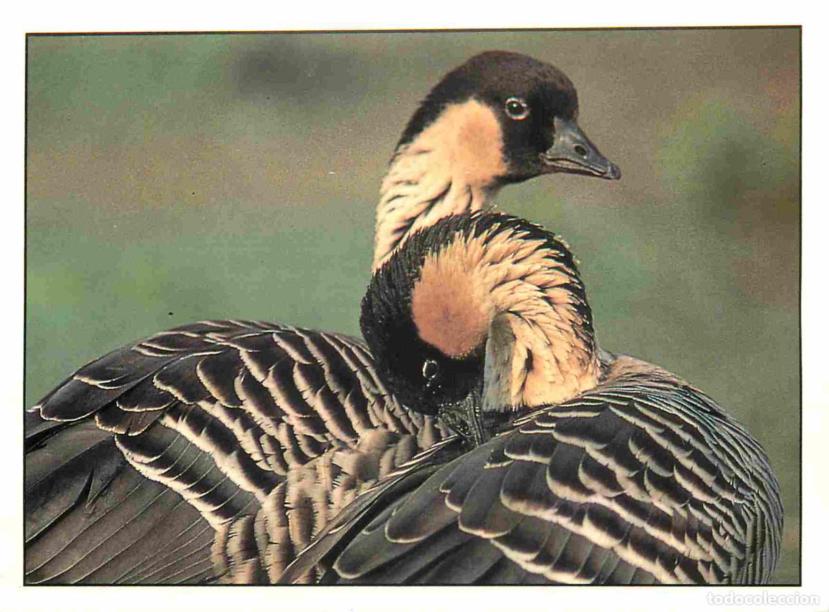 Postais: Animaux - Oiseaux - Hawaiian Goose - Bernache n&eacute;n&eacute; - Oies - CPM - Voir Scans Recto-Verso