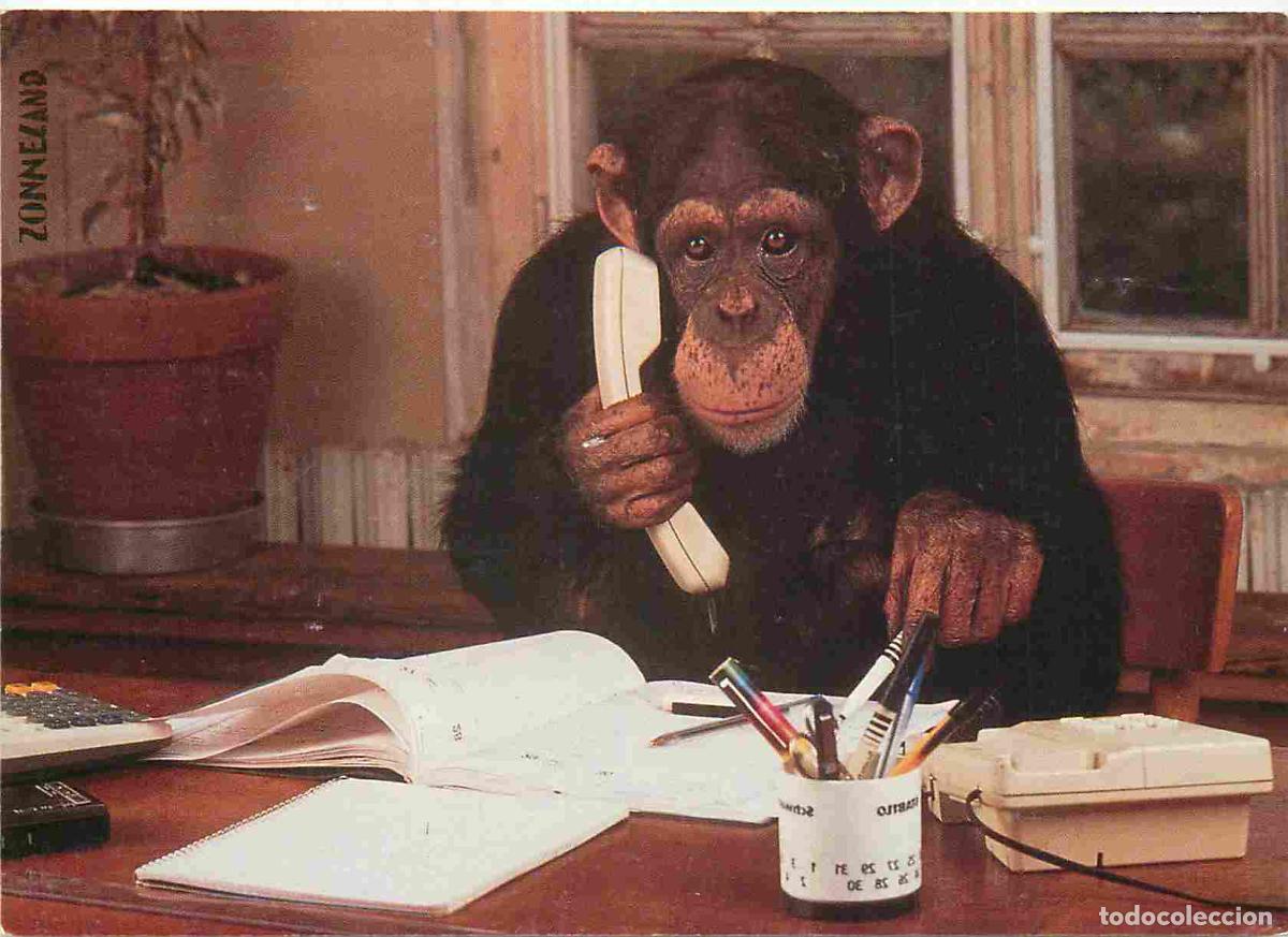 Postais: Animaux - Singes - Singe humanis&eacute; - Chimpanz&eacute; - CPM - Voir Scans Recto-Verso