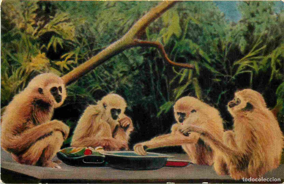Postcards: Animaux - Singes - Lar Gibbons on the island at Paignton Zoo - CPM format CPA - Voir Scans Recto-Ver