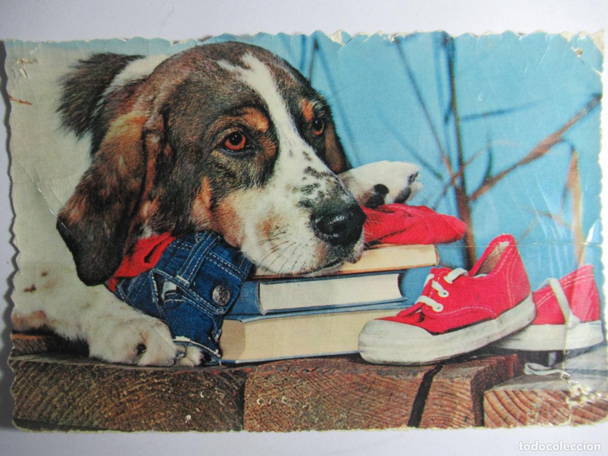 Postales: Postal Perro - Estado regular - Foto 1