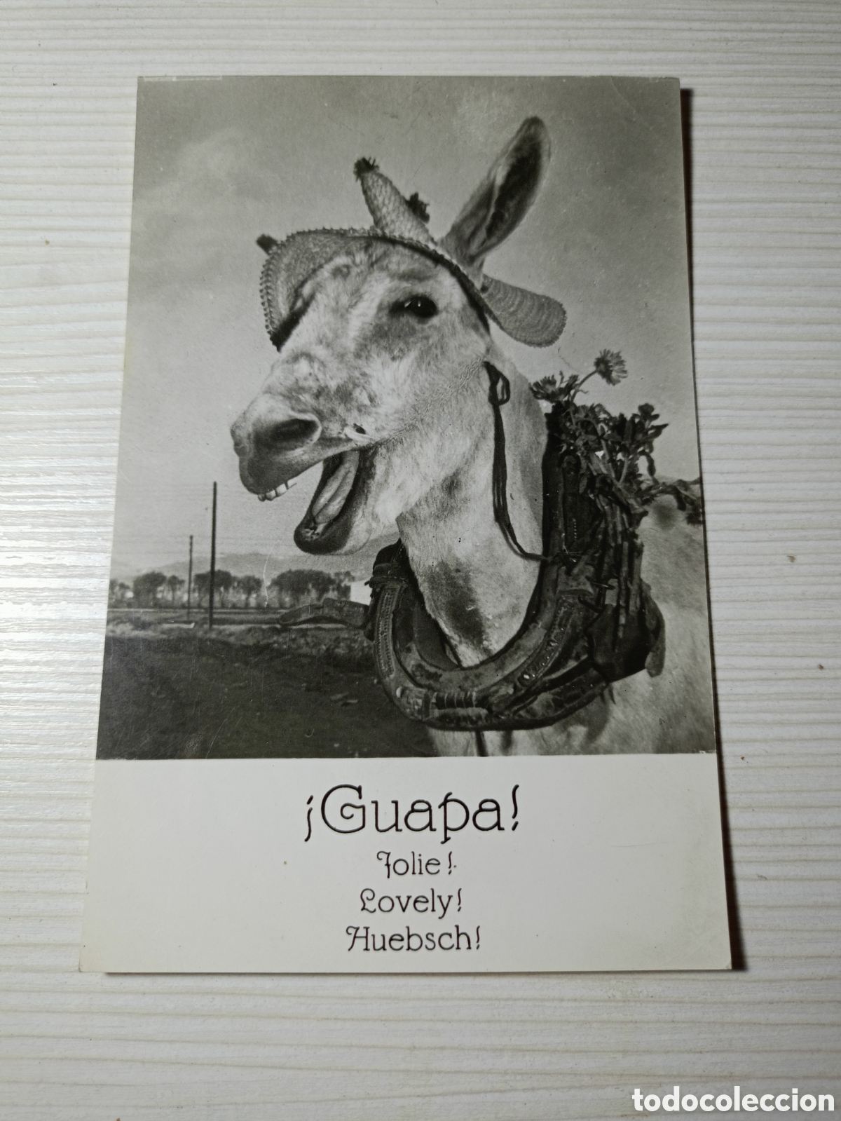 Postales: Postal Burro Guapa usada - Foto 1