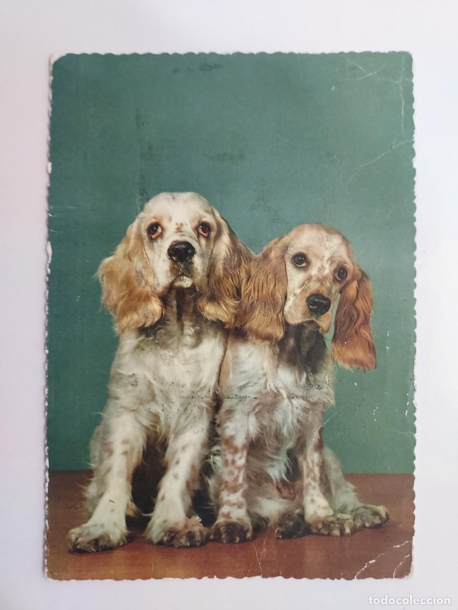 Postales: POSTAL dos cachorros de perro de la raza Cocker Spaniel ingl&eacute;s. CIRCULADA - Foto 1