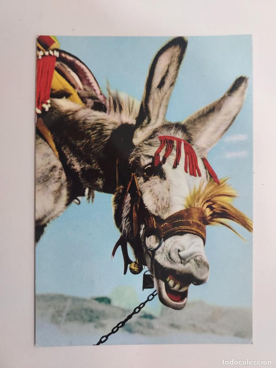 Postales: POSTAL BURRO. BURRITO ALEGRE. CIRCULADA - Foto 1