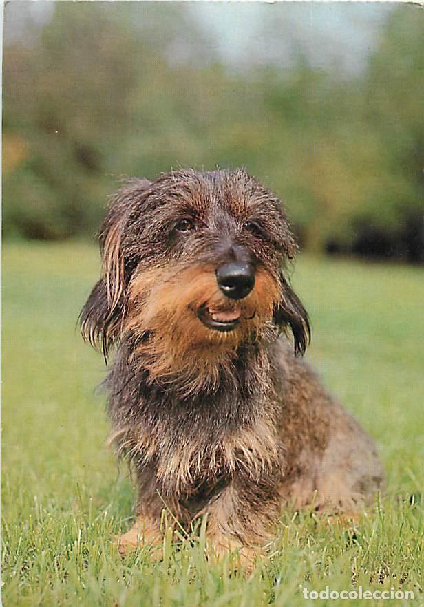 Postales: Carte Postale - Chiens - CPM - Voir Scans Recto-Verso - Poscard - Carta Postal - Postkarte