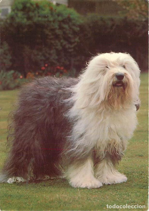 Postales: Carte Postale - Chiens - CPM - Voir Scans Recto-Verso - Poscard - Carta Postal - Postkarte