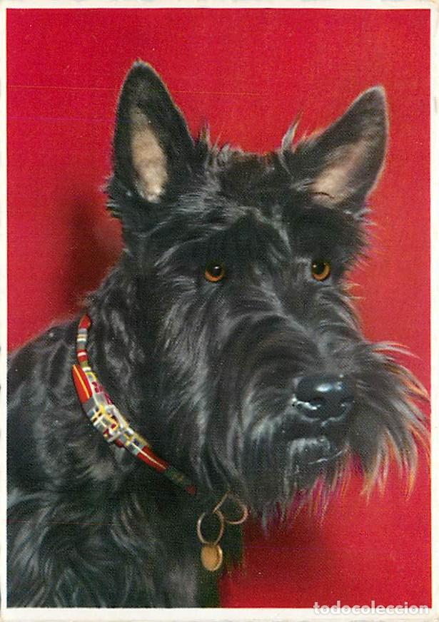 Cartes Postales: Carte Postale - Chiens - CPM - Voir Scans Recto-Verso - Poscard - Carta Postal - Postkarte