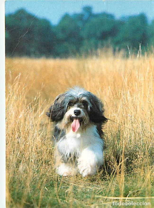 Cartes Postales: Carte Postale - Chiens - CPM - Voir Scans Recto-Verso - Poscard - Carta Postal - Postkarte