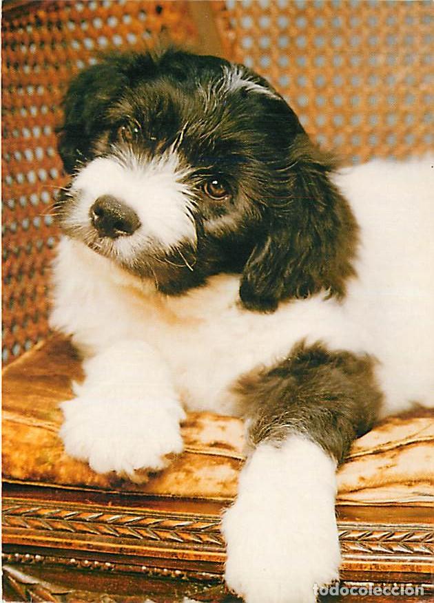 Postales: Carte Postale - Chiens - CPM - Voir Scans Recto-Verso - Poscard - Carta Postal - Postkarte