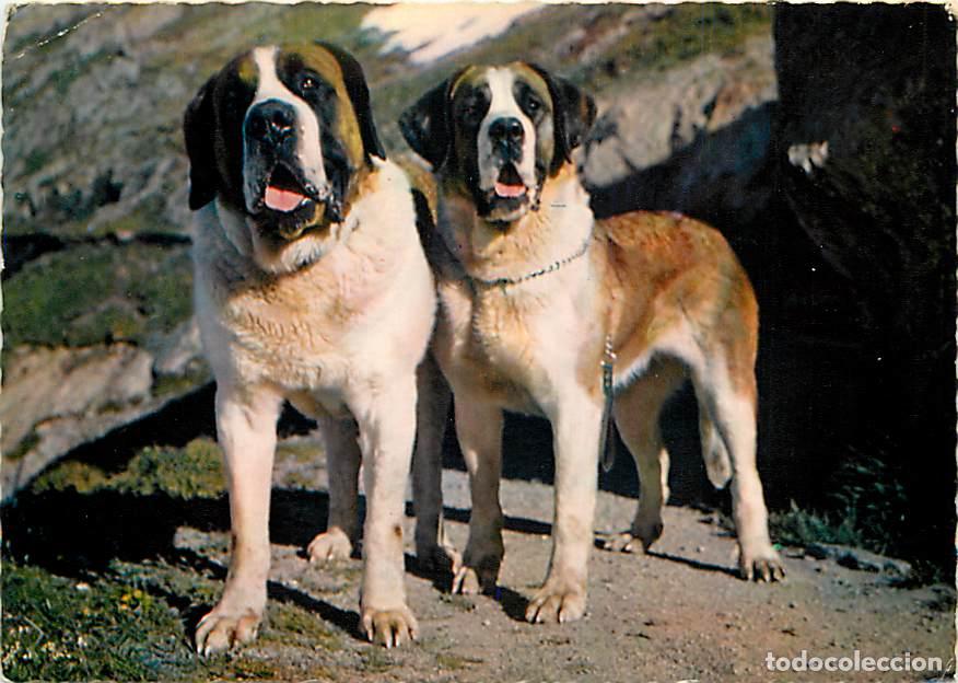 Postkarten: Carte Postale - Chiens - CPM - Voir Scans Recto-Verso - Poscard - Carta Postal - Postkarte