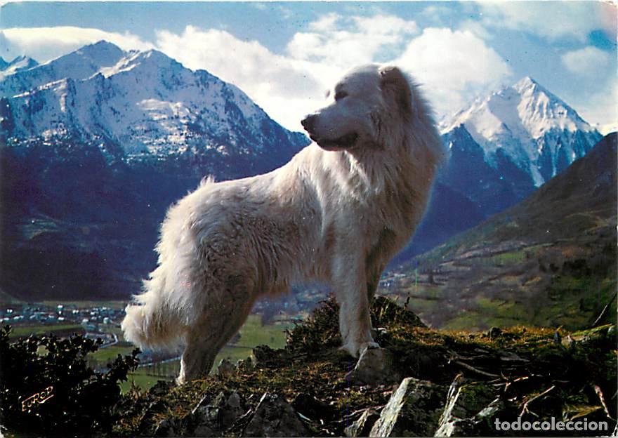 Postkarten: Carte Postale - Chiens - CPM - Voir Scans Recto-Verso - Poscard - Carta Postal - Postkarte