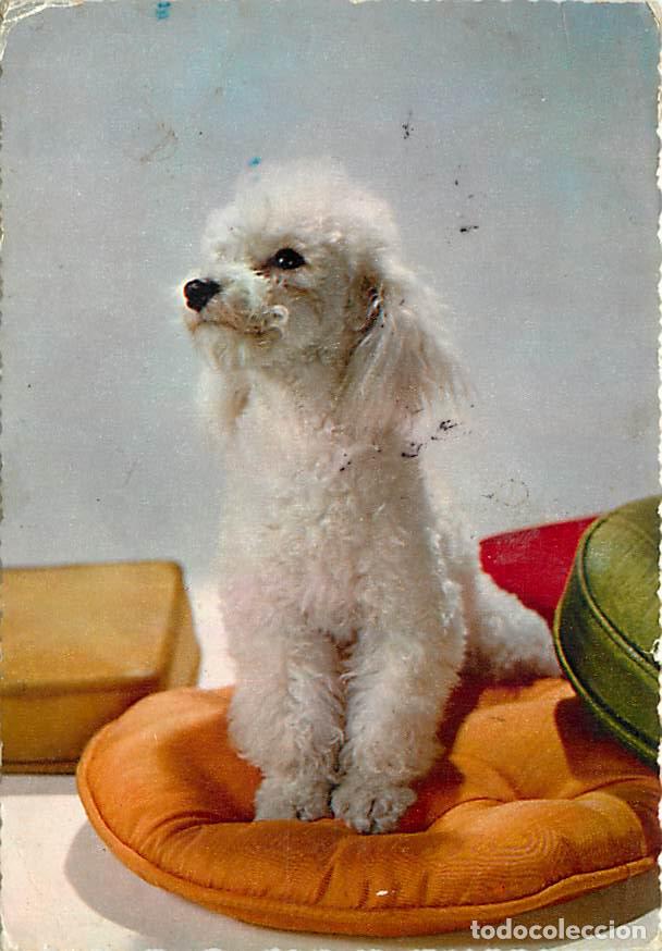 Postkarten: Carte Postale - Chiens - CPM - Voir Scans Recto-Verso - Poscard - Carta Postal - Postkarte