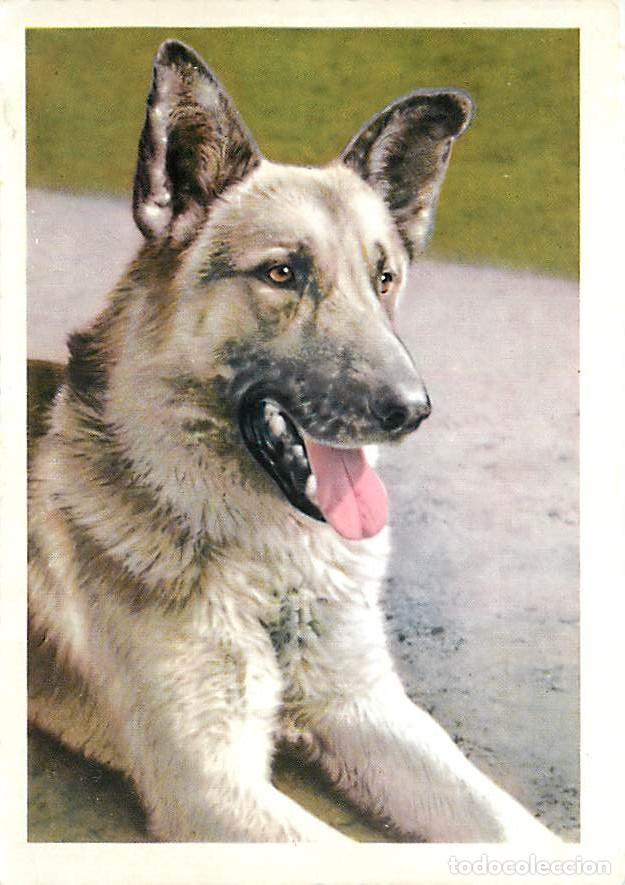 Postkarten: Carte Postale - Chiens - CPM - Voir Scans Recto-Verso - Poscard - Carta Postal - Postkarte