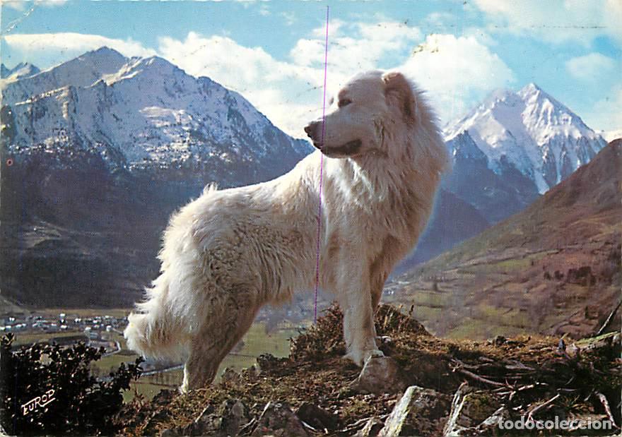 Postkarten: Carte Postale - Chiens - CPM - Voir Scans Recto-Verso - Poscard - Carta Postal - Postkarte