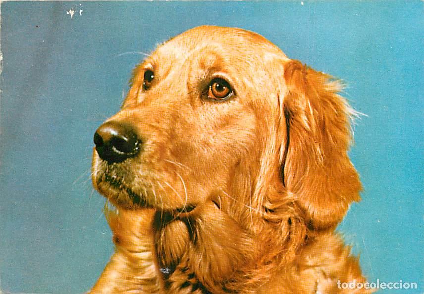 Postkarten: Carte Postale - Chiens - CPM - Voir Scans Recto-Verso - Poscard - Carta Postal - Postkarte