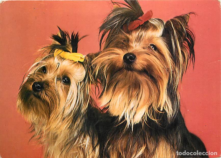 Postkarten: Carte Postale - Chiens - CPM - Voir Scans Recto-Verso - Poscard - Carta Postal - Postkarte